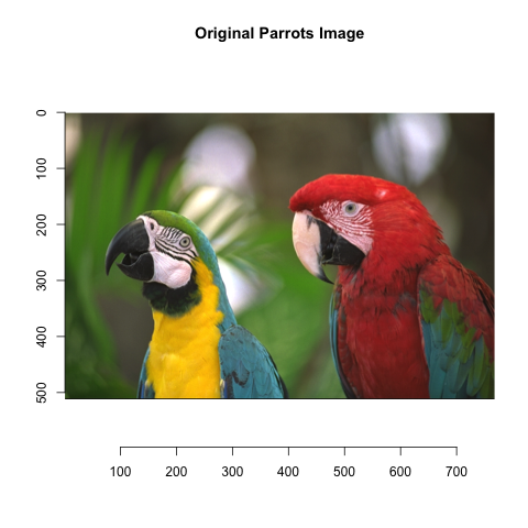 Original Parrots Image